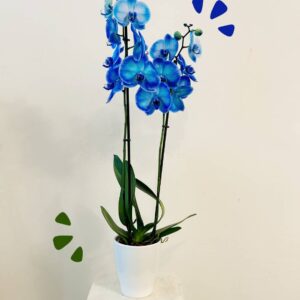 Orquídea Azul "Bali"